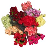 Mini Carnations - 10 Stems