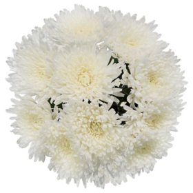 Member's Mark Mums Medley Color and variety may vary, 10 stems