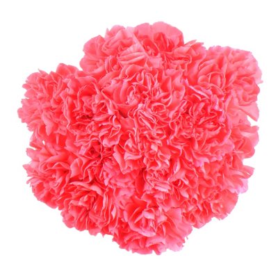 Carnations Sam's Club