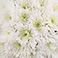 White, variant on Member's Mark Spider Mums, choose color and stem count