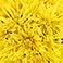 Yellow, variant on Member's Mark Spider Mums, choose color and stem count