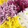 Assorted, variant on Member's Mark Spider Mums, choose color and stem count