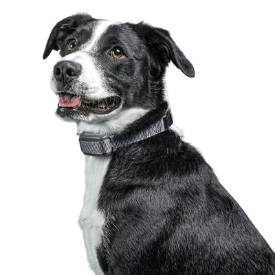 premier pet rechargeable bark collar reviews