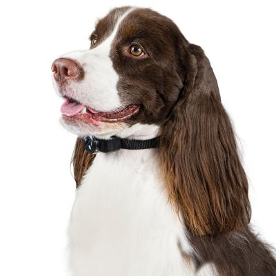 premier pet in ground fence collar