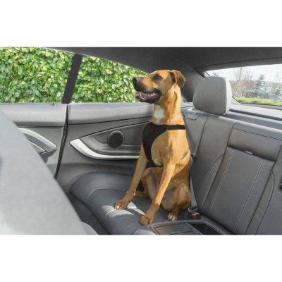 car and driver pet safety harness