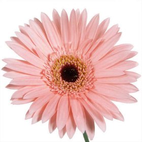 Bulk Daisies For Sale - Sam's Club