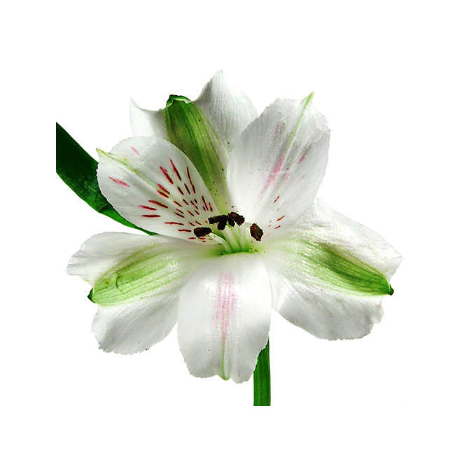 Alstroemeria, White (90 stems)