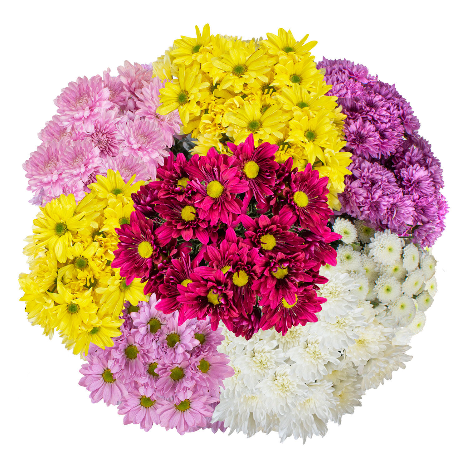 Member's Mark Pompon Daisies, 90 stems (Assorted)