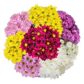 Member's Mark Pompon Daisies, 90 stems (Choose color)