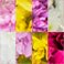 Mixed, variant on Member's Mark Pompon Daisies, 90 stems (Choose color)