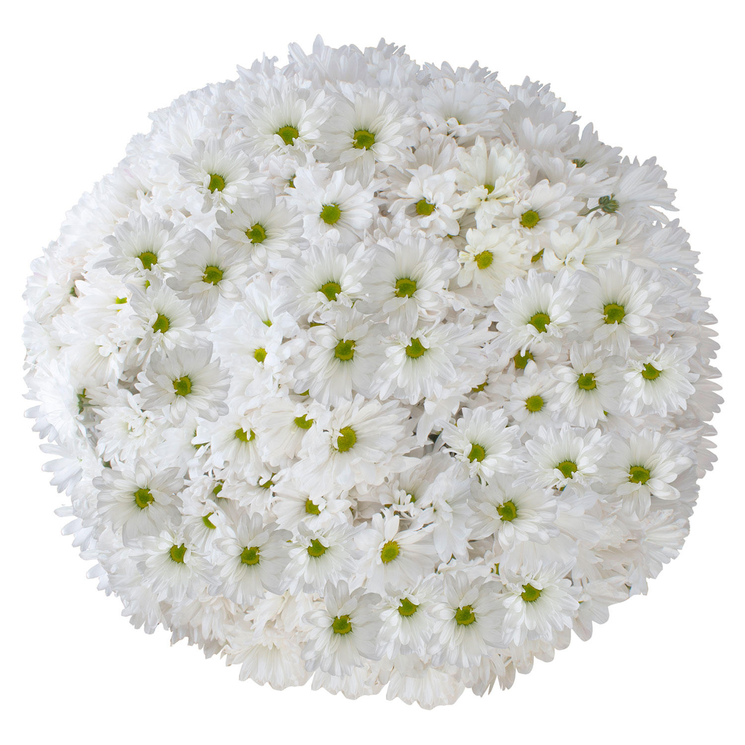Member's Mark Pompon Daisies, 90 stems (White)