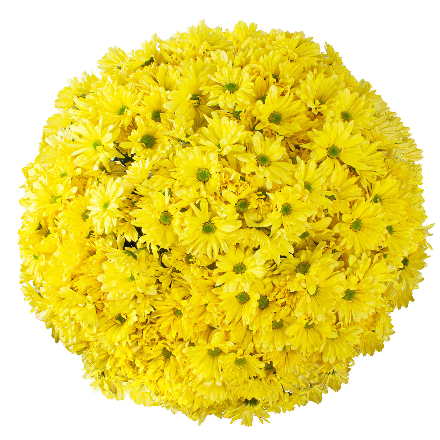 Member's Mark Pompon Daisies, 90 stems (Yellow)