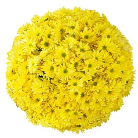 Member's Mark Pompon Daisies, 90 stems (Choose color)