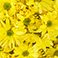 Yellow, variant on Member's Mark Pompon Daisies, 90 stems (Choose color)