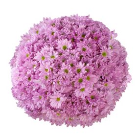 Pompon Daisy (Choose from 4 varieties; 90  stems)