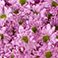 Lavender, variant on Member's Mark Pompon Daisies, 90 stems (Choose color)