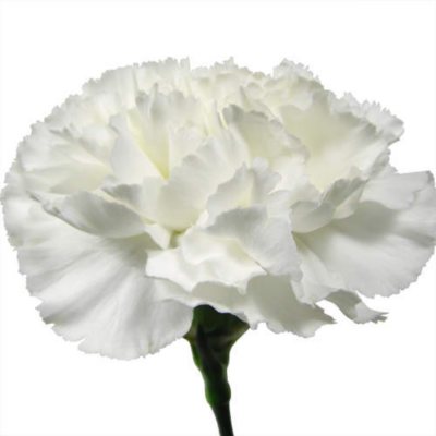 Carnations-White (Choose Stem Count) - Sam's Club