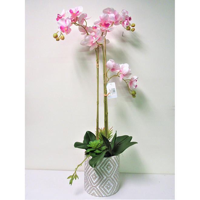 Orchid in Ceramic Pot