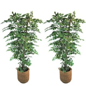Faux 7.5' Ficus Tree in Handwoven Basket, 2pk