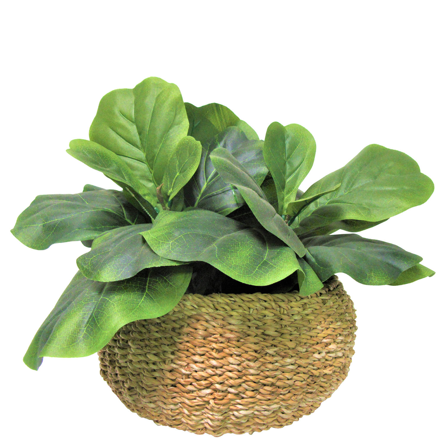 Faux 20' Fig Plant in Low Round Handwoven Basket