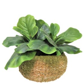 Faux 20" Fig Plant in Low Round Handwoven Basket