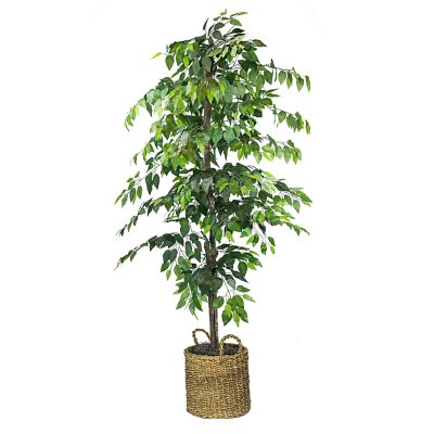 6’ Ficus Artificial Tree in Nursery Planter