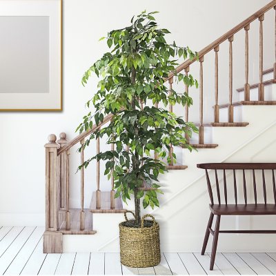 6’ Ficus Artificial Tree in Nursery Planter