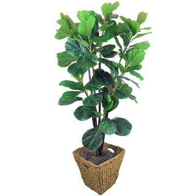Faux 5.6' Fiddle Leaf Fig Tree Sam's Club