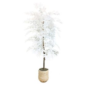 6' Artificial White Ficus in White Handwoven Basket