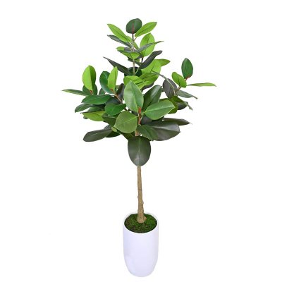 Artificial 6' Boxed Rubber Tree in White Ceramic Planter