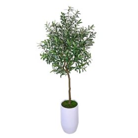 Artificial 6' Boxed Olive Tree in White Ceramic Planter