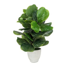 Artificial  32" Fiddle Leaf Fig in Ribbed Ceramic Planter	