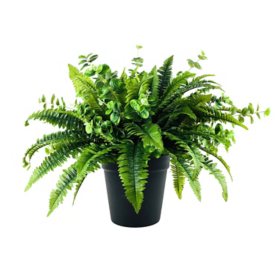 Faux 26" Fern and Eucalyptus Mix in Black Plastic Pot