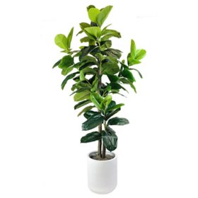 Faux 8' Rubber Tree in White Ceramic Planter