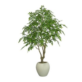 Faux 8' Deluxe Ficus Tree in Oversized Cream Pot