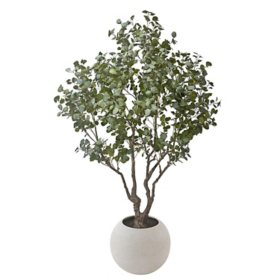 Faux 8' Deluxe Silver Dollar Eucalyptus Tree in Oversized Cream Pot