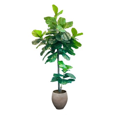 Faux 8' Fig Tree in Oversized Ceramic Pot - Sam's Club