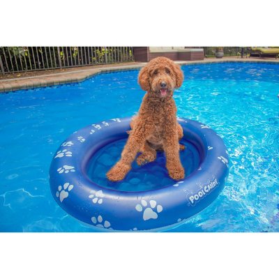 Puppy floaty 2024