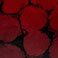 Red, variant on Titan Casket URN Cremation Urn, Assorted Colors