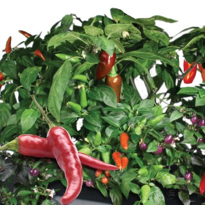 MiracleGro AeroGarden Seed Pod Kit Sweet Bell Pepper 2 Pods With 7 Spacers 