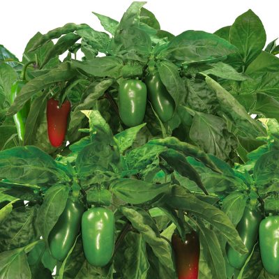 AeroGarden Tomato & Pepper Variety Seed Pod Kit 