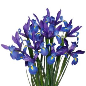 Blue Iris - 10 Stems