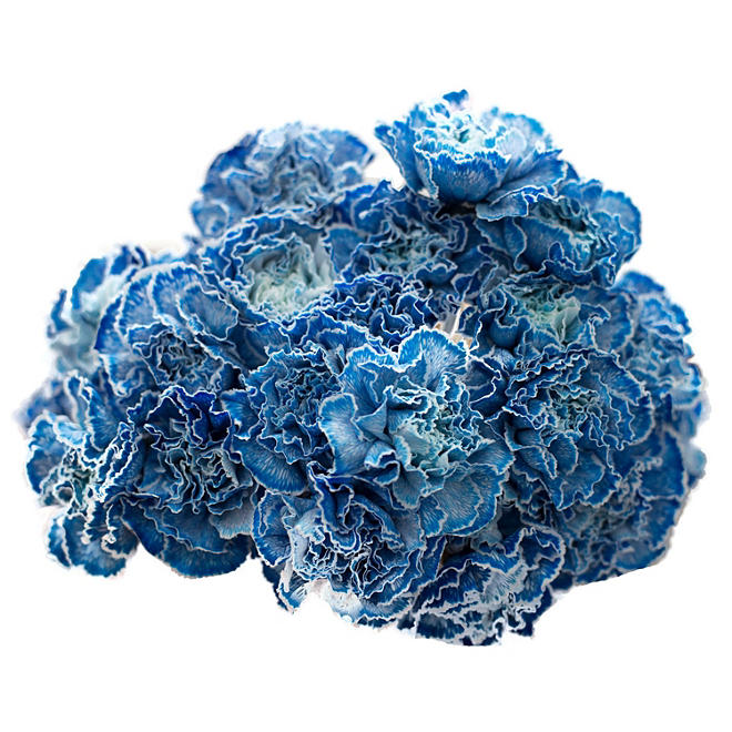 Carnations, Tinted Blue (350 stems)
