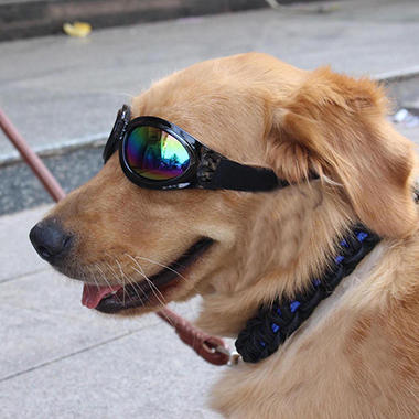 Woof! Dog Shades, Hot Shades for Cool Dogs
