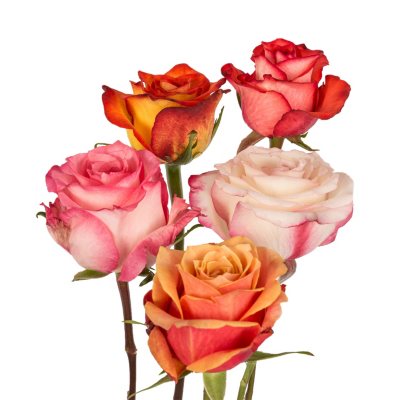 Bulk Roses For Sale - Sam's Club