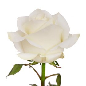 Bulk Roses For Sale Near Me White Red And More Sam S Club Sam S Club