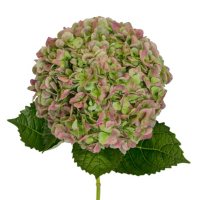 Jumbo Hydrangea (Choose from 5 varieties; 12 stems)