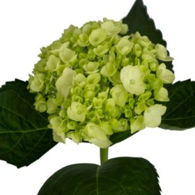 Bulk Fresh Hydrangeas For Sale Near Me Online Sam S Club Sam S Club