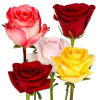 Roses, Red and Assorted Colors (125 stems)