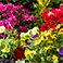 Black, variant on GroundSmart 4' Roman Brick Rubber Landscape Edging, 6pk
